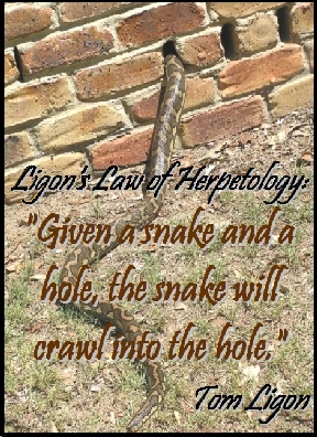 Ligon's Law of Herpetology: "Given a snake and a hole, the snake will crawl into the hole." #Law #Snake #TomLigon